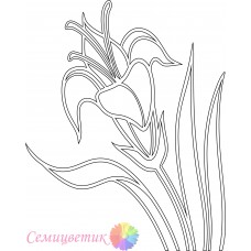 Лилия
